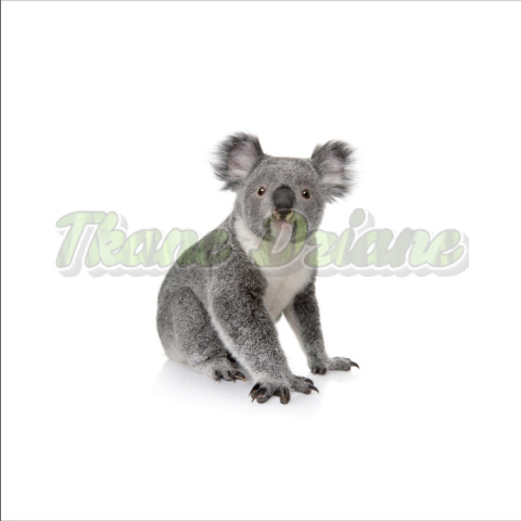 PANEL DRESÓWKA DRAPANA - KOALA FOTO 50 x 50 cm