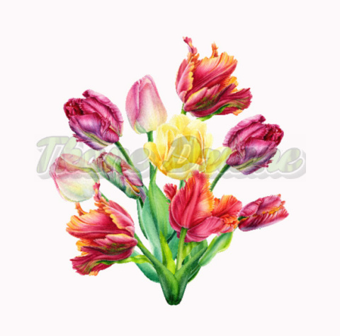 PANEL WELUR TAPICERSKI TULIPANY NA BIAŁYM 50 X 50 cm PANEL WELUR TAPICERSKI TULIPANY NA BIAŁYM 50 X 50 cm