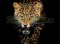 PANEL DRUKOWANY LEOPARD