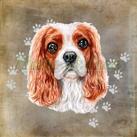 PANEL WELUR TAPICERSKI CAVALIER KING CHARLES SPANIEL PANEL WELUR TAPICERSKI CAVALIER KING CHARLES SPANIEL