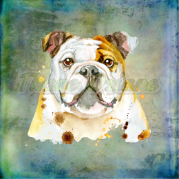 PANEL POLIESTER WODOODPORNY BULDOG PORTRET BLUE