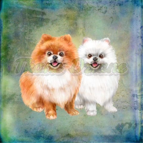 PANEL POLIESTER WODOODPORNY DWA POMERANIANY BIAŁY I RUDY BLUE PANEL POLIESTER WODOODPORNY DWA POMERANIANY BIAŁY I RUDY BLUE