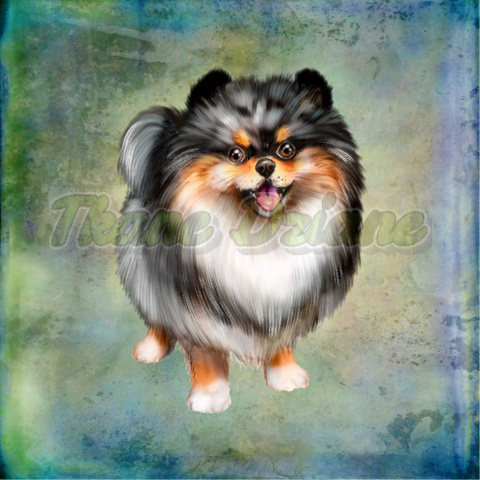 PANEL WELUR TAPICERSKI POMERANIAN CZARNO-BIAŁY BLUE PANEL WELUR TAPICERSKI POMERANIAN CZARNO-BIAŁY BLUE