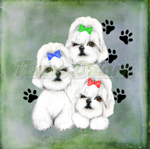 PANEL WELUR TAPICERSKI TRZY SHIH TZU TŁO BLUE PANEL WELUR TAPICERSKI TRZY SHIH TZU TŁO BLUE
