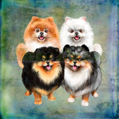 PANEL WELUR TAPICERSKI CZTERY POMERANIANY BLUE PANEL WELUR TAPICERSKI CZTERY POMERANIANY BLUE