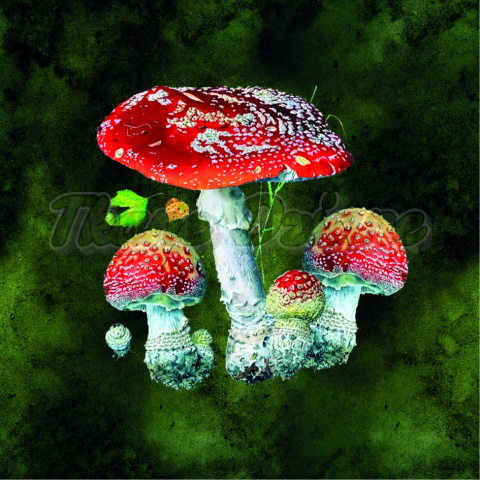 PANEL POLIESTER WODOODPORNY AMANITA MUSCARIA Z LIŚCIEMTŁO ZIELONA AKWARELA PANEL POLIESTER WODOODPORNY AMANITA MUSCARIA Z LIŚCIEMTŁO ZIELONA AKWARELA