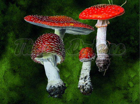 PANEL POLIESTER WODOODPORNY AMANITA MUSCARIA TŁO ZIELONA AKWARELA