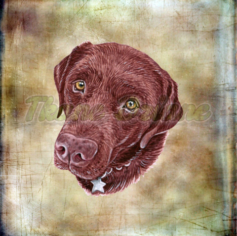 PANEL WELUR TAPICERSKI LABRADOR CZEKOLADOWY TŁO BEŻ PANEL WELUR TAPICERSKI LABRADOR CZEKOLADOWY TŁO BEŻ