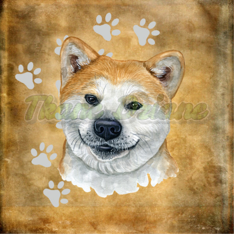 PANEL POLIESTER WODOODPORNY BIAŁO-RUDA AKITA INU PORTRET TŁO BEŻ 2 PANEL POLIESTER WODOODPORNY BIAŁO-RUDA AKITA INU PORTRET TŁO BEŻ 2