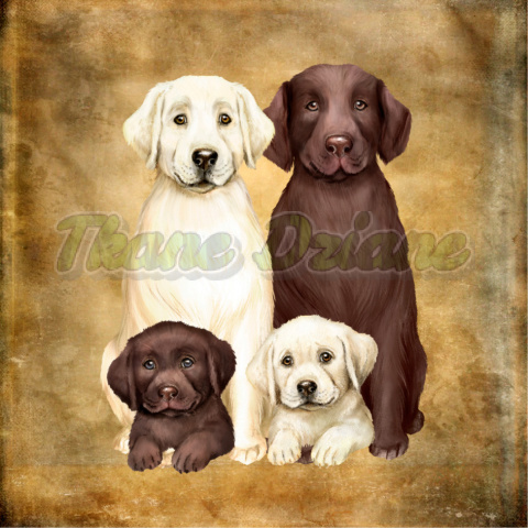 PANEL WELUR TAPICERSKI LABRADOR FOTKA RODZINNA TŁO BEŻ 2 PANEL WELUR TAPICERSKI LABRADOR FOTKA RODZINNA TŁO BEŻ 2
