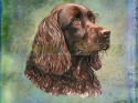 PANEL DRUKOWANY COCKER SPANIEL CZEKOLADOWY PORTRET TŁO PASTEL MULTIKOLOR NR 6