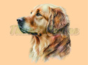 PANEL DRUKOWANY GOLDEN RETRIEVER PORTRET W LEWO NR 7