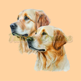 PANEL DRUKOWANY DWA GOLDENY RETRIEVER PORTRET W LEWO NR 6