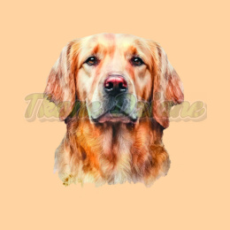 PANEL DRUKOWANY GOLDEN RETRIEVER PORTRET NR 1