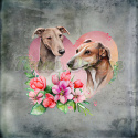 PANEL DRUKOWANY ZAKOCHANE WHIPPET CHART GREYHOUND TŁO PASTEL SZARY NR 9