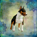 PANEL DRUKOWANY BULLTERRIER TRICOLOR TŁO PASTEL MULTICOLOR NR 14