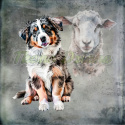 PANEL DRUKOWANY AUSTRALIAN SHEPHERD TŁO PSZ