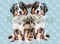 PANEL DRUKOWANY AUSTRALIAN SHEPHERD BLUE