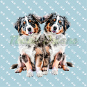 PANEL DRUKOWANY AUSTRALIAN SHEPHERD BLUE