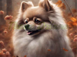 PANEL DRUKOWANY POMERANIAN NR 2