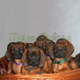 PANEL POLIESTER WODOODPORNY SZCZENIĘTA W KOSZU POSOKOWIEC 50 X 50 cm