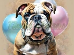 PANEL DRUKOWANY BULLDOG ANGIELSKI Z BALONAMI NR 15
