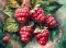PANEL DRUKOWANY OWOCE- MALINY NR 9