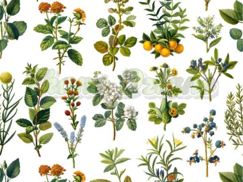 TKANINA DRUKOWANA ROŚLINY POLNE NR 3