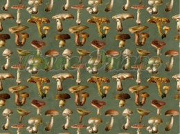 TKANINA DRUKOWANA GRZYBY NR 4