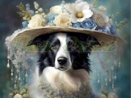 PANEL DRUKOWANY PSY W KAPELUSZACH- BORDER COLLIE NR 10