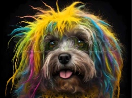 PANEL DRUKOWANY PIES Z KOLOROWYMI WŁOSAMI - HAWAŃCZYK NR 21