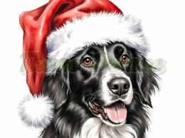 PANEL DRUKOWANY ŚWIĄTECZNY BORDER COLIE NR 8