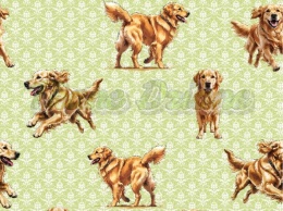 TKANINA DRUKOWANY PSY- GOLDEN RETRIVER NR 6