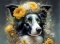 PANEL DRUKOWANY PSY W KAPELUSZCH- BORDER COLLIE NR 14