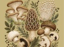 PANEL DRUKOWANY GRZYBY NR 3