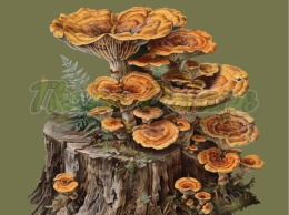 PANEL DRUKOWANY GRZYBY NR 12