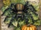 PANEL DRUKOWANY HALLOWEEN NR 29